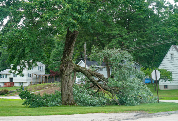 Best Best Tree Removal Services  in Anderson, CA